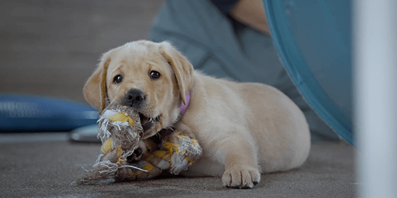 Pick of the litter (2018)